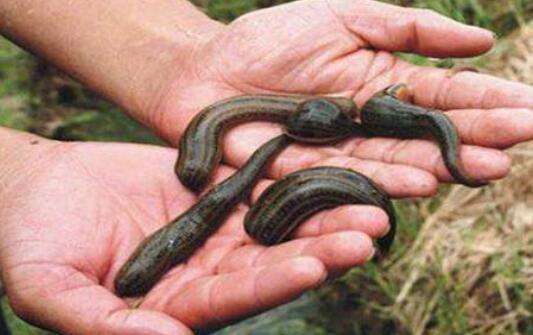 蚂蟥和水蛭的区别-农百科