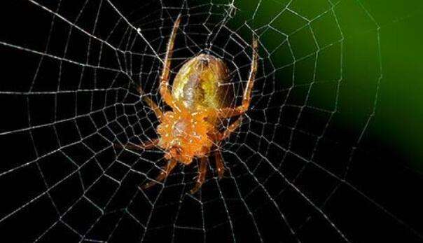 为什么蜘蛛会织网（）