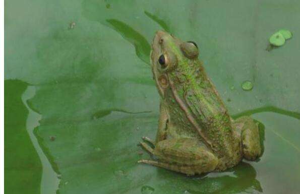 青蛙是昆虫吗为什么-农百科