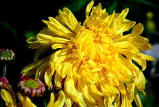 知里菊与菊花有什么区别-农百科