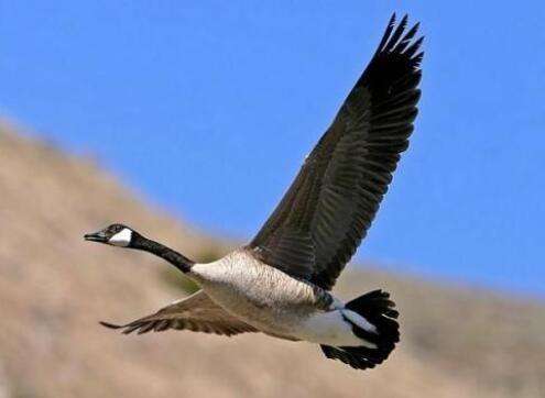 首先科目区别,大雁是属于雁亚科各种类的通称,还是国家二级保护动物