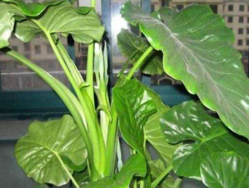 像芋头叶子的植物叫什么-农百科