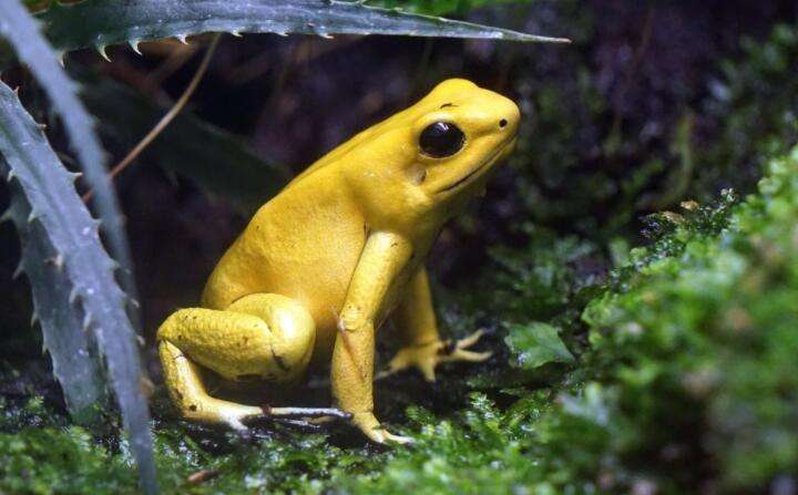 金色的青蛙是什么品种图片