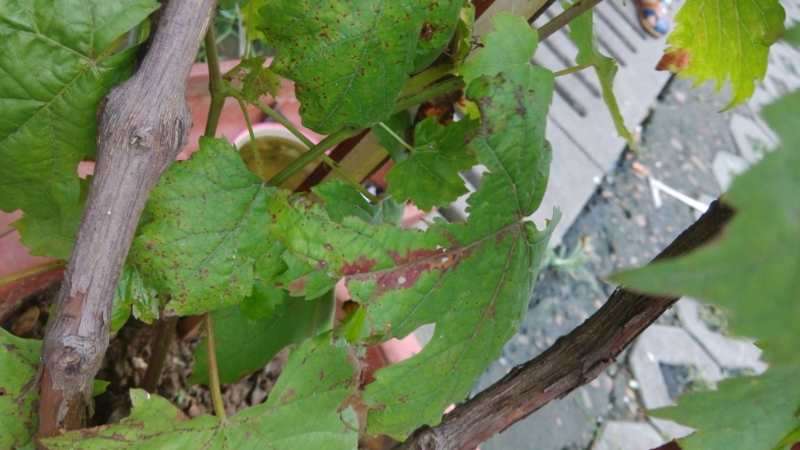 葡萄枝条枯死是什么原因-农百科