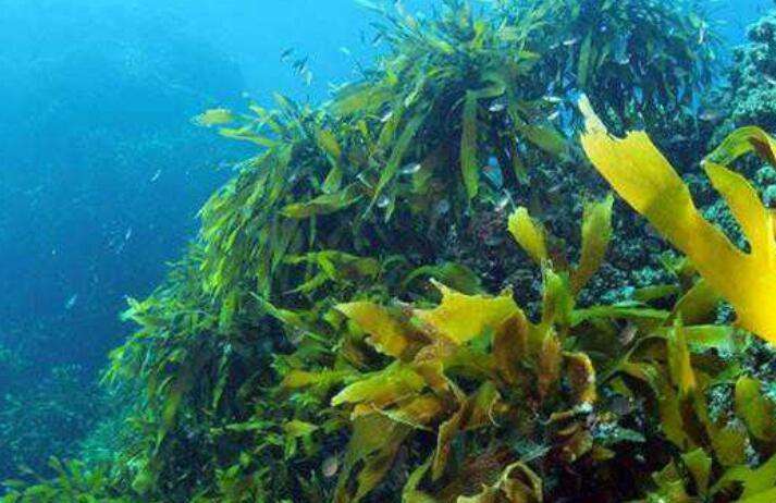 海藻是什么植物（海藻是什么植物图片）