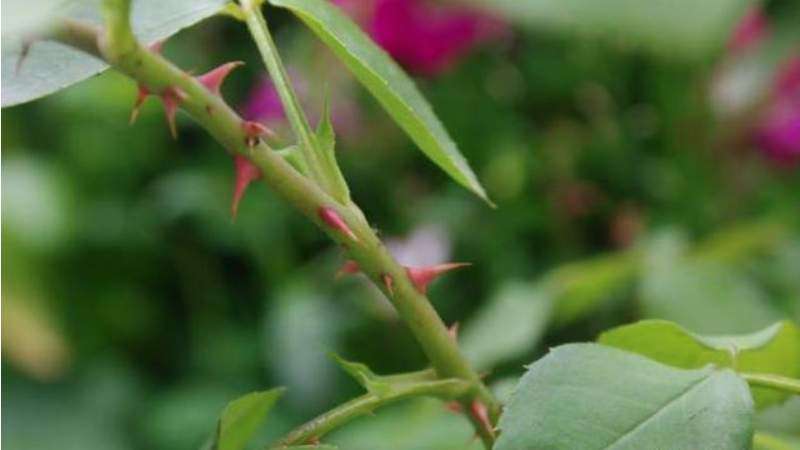 月季花有刺吗-农百科