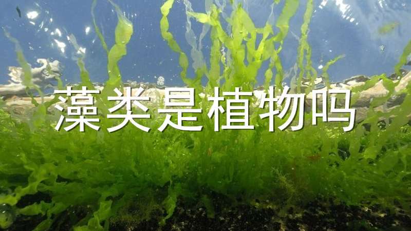 藻类是植物吗（原核藻类是植物吗）