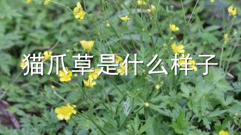 猫爪草是一种一年生草本植物,它属于毛茛科毛茛属,因它的小块根比较