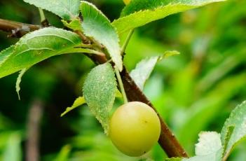 别名:郁子,郁里仁,李仁肉