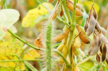 大豆空荚的原因 农百科