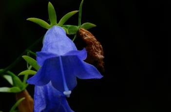 钟状花冠 农百科