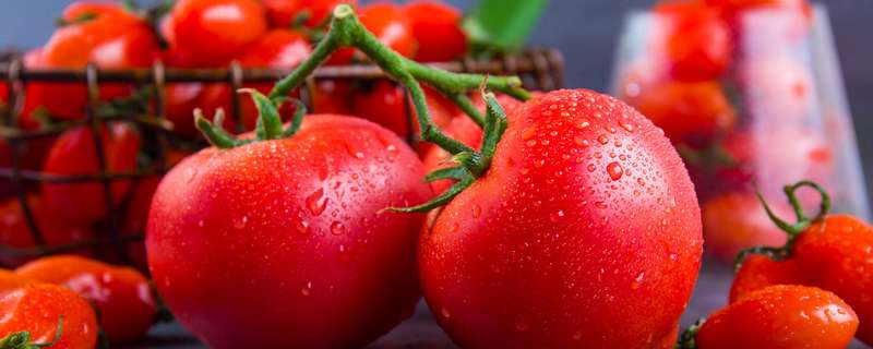 大棚番茄筋腐病如何防治