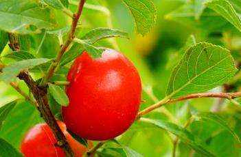 别名:郁子,郁里仁,李仁肉