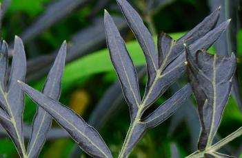 紫叶接骨木-农百科