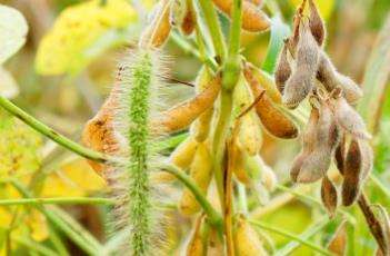 双子叶植物纲别   称:菽,毛豆,大豆拉丁学名:中文学名:黄豆拼音