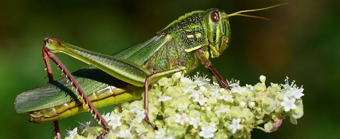 蝗虫体色为绿色或黄褐色,头部有触角,眼,口器,其复眼位于头部上部分