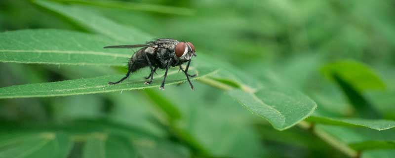 主要适用于茶园,蔬菜地,果园间使用,可防治茶蚜虫(有翅蚜),潜蝇成虫