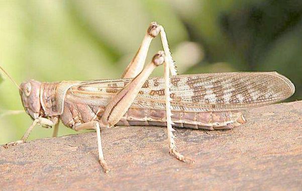 蝗虫的耳朵长在他的哪个部位?-农百科