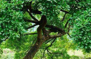 营养价值竹节树木材质硬而重,纹理交错,结构颇粗,心材大,暗红棕色而带