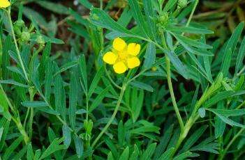 长叶二裂委陵菜