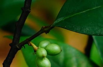 形态特征广东,海南主要产地族:番荔枝族属:暗罗属科:番荔枝科亚科:目