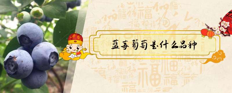 蓝莓葡萄是什么品种