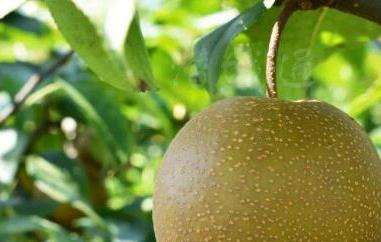 麻梨的功效和作用-农百科