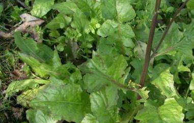 金芥菜的功效与作用 吃金芥菜的好处有哪些-农百科