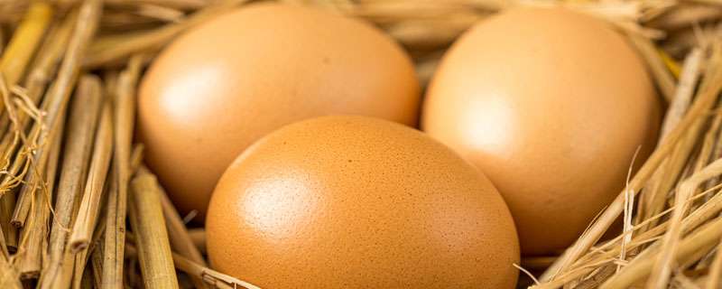 白壳蛋鸡和褐壳蛋鸡相比较，饲养哪一种更好