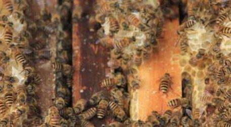 中蜂怎么合并蜂群