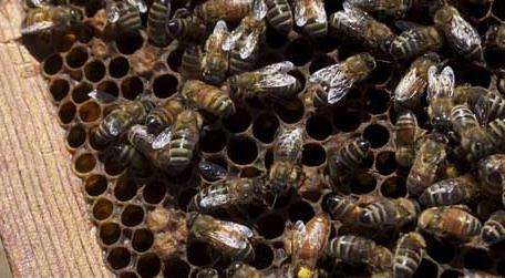 蜜蜂分工蜂雄蜂蜂王图片