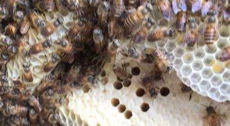 蜜蜂筑巢