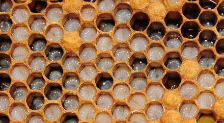 蜜蜂单倍体图片