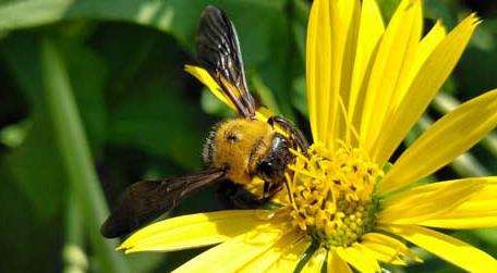 木蜂的种类及图片大全 农百科