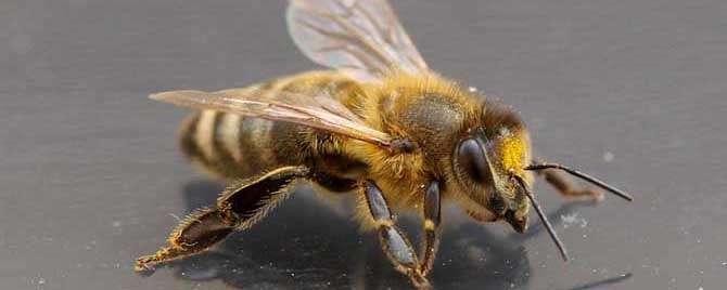 世界上一共有多少种蜜蜂