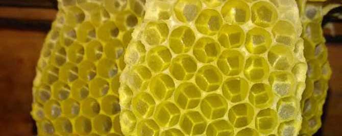 蜜蜂是怎么修筑蜂巢的