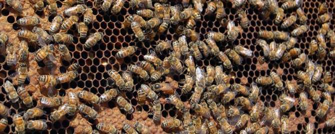 蜂王在蜂群中有什么作用