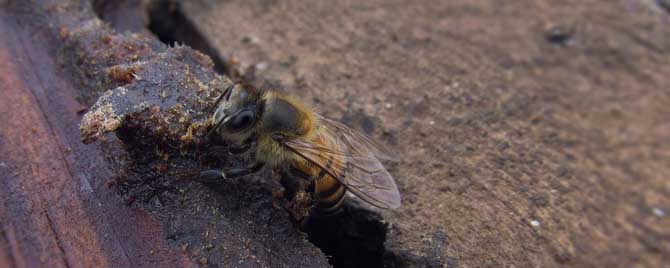 为什么蜜蜂老是分蜂