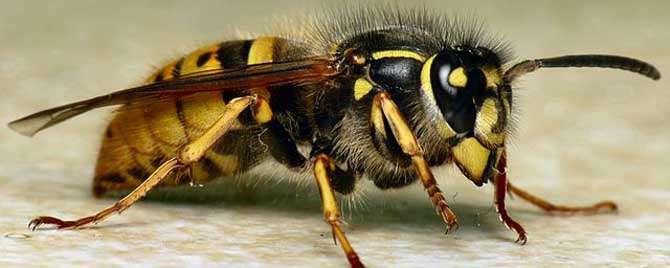 马蜂的天敌是什么动物