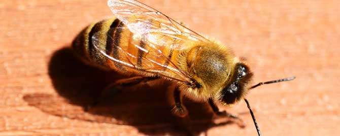 蜜蜂零下20度会冻死吗