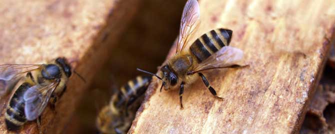养蜂一年能挣二十万吗