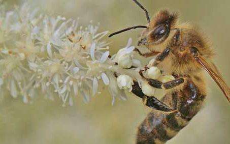 六,蜂毒蜂毒是工蜂腹部毒腺所分泌的透明液体,同时也是蜜蜂防御蜂巢时