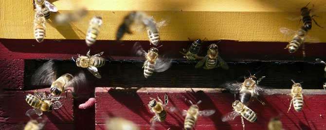 什么是蜜蜂闹巢