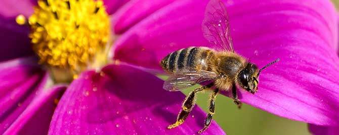 什么是工蜂信息素