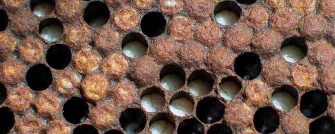 温度对蜜蜂有什么影响