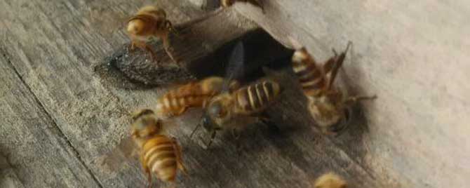 蜜蜂养殖需要哪些蜂具