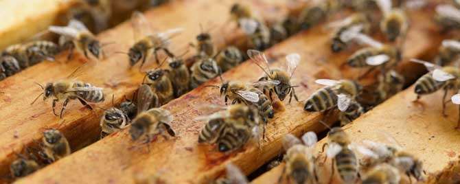 蜜蜂为什么要人工饲喂