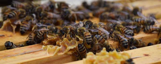 什么是蜂群春衰