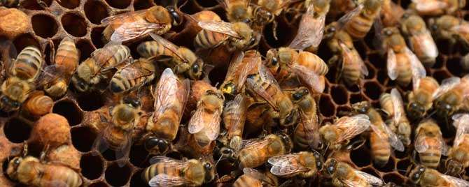 蜂群安全越冬要什么条件