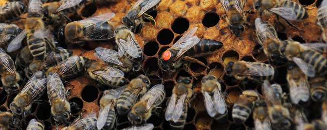 冬天缺蜜怎么饲喂蜜蜂